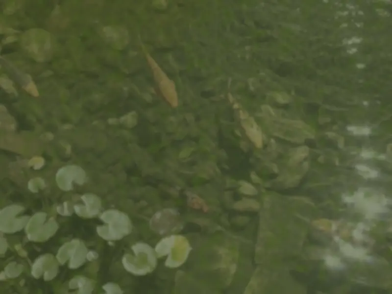 Antes: lago ornamental com carpas e água turva