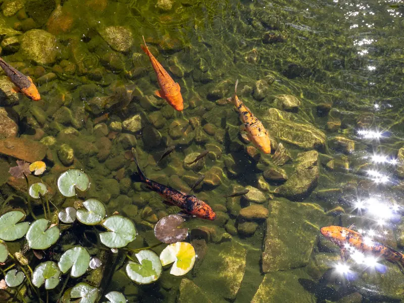 Depois: lago ornamental com carpas e água limpa