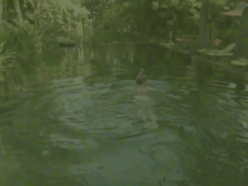 Antes: piscina natural cercada de vegetação e água turva